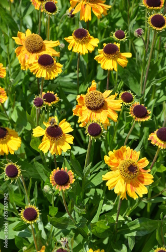 Golden yellow echinacea flowers in summer