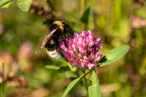Konstfotografi Bumblebee collecting nectar from a blooming red clover flower in a sunny natural meadow