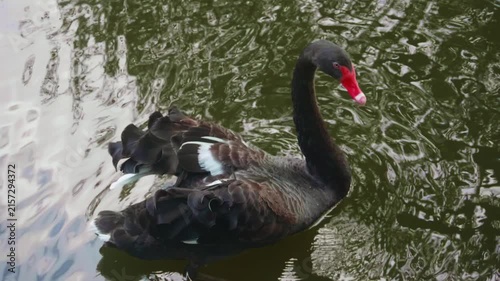 Black swan (Cygnus atratus) swimming on pond water surface, close-up