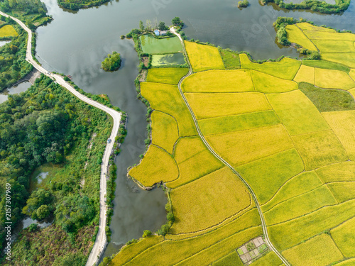 Quadro su tela Aerial perspective of golden rice fields adjacent to calm water, with a winding rural road and surrounding green vegetation