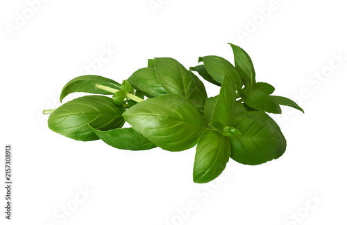 Bright green basil branches isolated on transparent background. Many big glossy leaves cut out. Culinary herb top PNG. Dense fresh spice foliage in water drops. Beautiful food element. Summer harvest