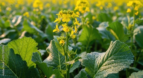 bright yellow flowers and green leaves in a field