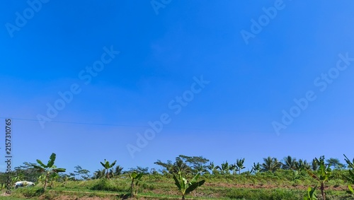 Fotografie Wide perspective of tropical garden hillside featuring banana trees and lush gre