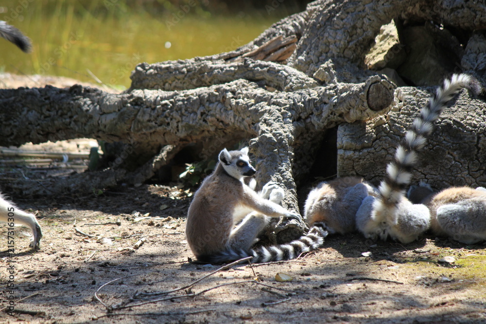 Naklejka premium Ring-Tailed Lemurs (Lemur Catta) Resting and Sunbathing on Ground near Old Tree Trunk Logs at Outdoor Wildlife Safari Park Sanctuary Environment