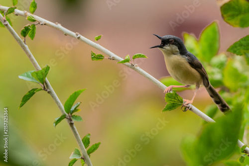 Картината върху платно Ashy Prinia chirping