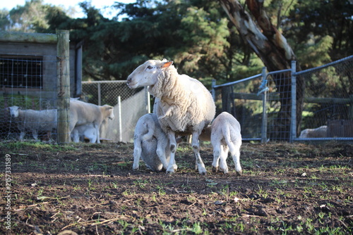 Foto Lambs Drinking from Sheep