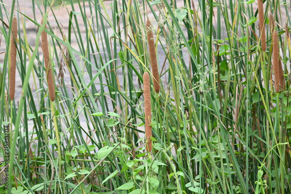 Obraz premium Typha plant with flowers. Its common name is&nbsp;bulrush, reedmace, cumbungi, bullrush and&nbsp;cattail. Its aquatic or semiaquatic,&nbsp;rhizomatous, herbaceous,&nbsp;perennial&nbsp;plants. 