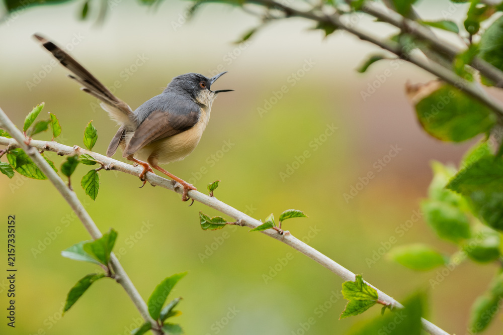 Fototapeta premium Chirping Ashy Prinia perched on a branch