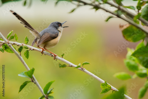 Фотография Chirping Ashy Prinia perched on a branch