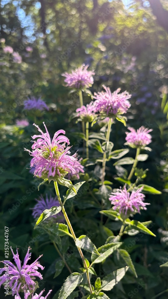 Fototapeta premium Purple summer flower