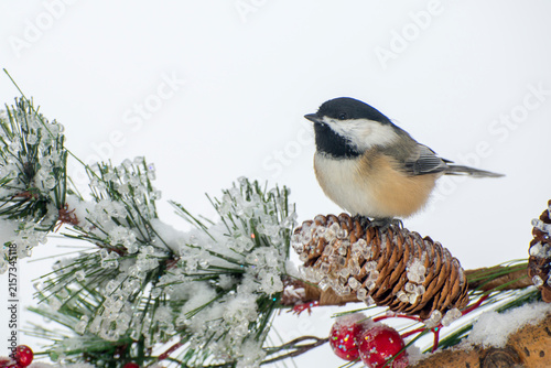 Obraz na plátně A closeup of a Black-capped Chickadee resting on Christmas decorations in the wi