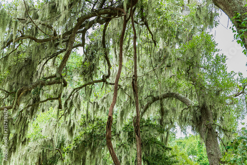 Canvas Print Spanish moss hangs from twisting live oak branches beneath a dense green canopy at Brazos Bend State Park in Texas, creating an atmospheric Southern woodland scene