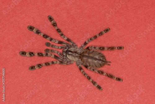 Top view of a Mysore Ornamental Tarantula also called the Striated Parachute Spider