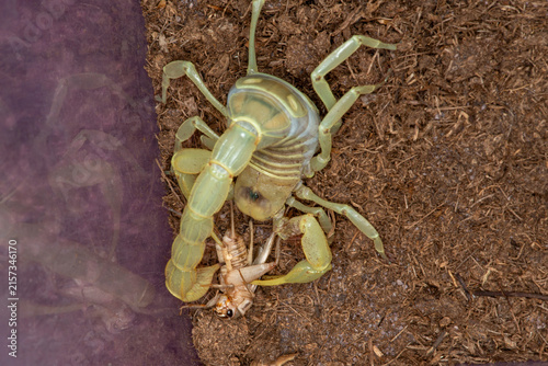 Closeup top view of a Giant Desert Hairy Scorpion paralyzing a cricket to eat.