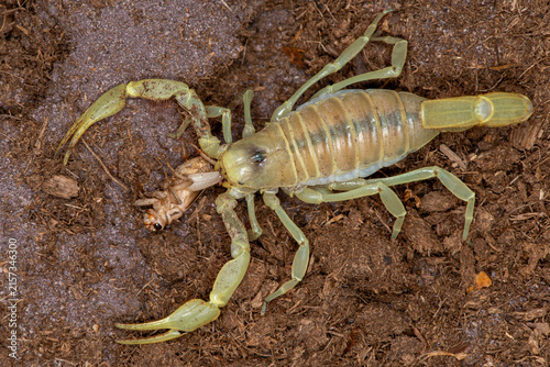  Top view of a Giant Desert Hairy Scorpion eating a cricket.