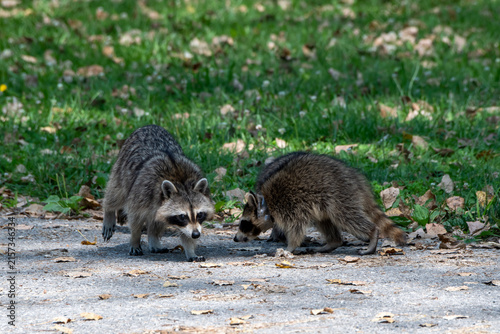 A young Racoon foraging on the ground next to an adult Racoon.