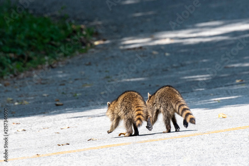 A pair of young Racoons walking across the road in the park.