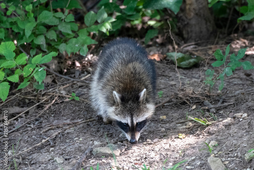 A closeup of a North American Racoon foraging on the ground in the park.