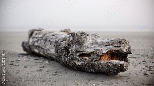 A weathered driftwood log with barnacles lies on a sandy beach shore beside the ocean.