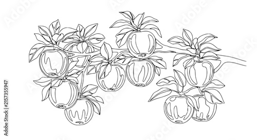 Bild auf Leinwand Apple Tree Branch with Fruit and Leaves - Line Art Illustration