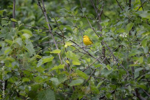 Obraz na płótnie A yellow warbler perched deep in green foliage.