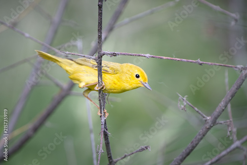 Obraz na płótnie A yellow warbler perched on a branch.