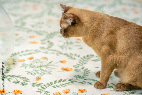 Fotografía Champagne Burmese cat at a domestic pet birthday party, sitting among favorite toys and looking at a transparent festive balloon