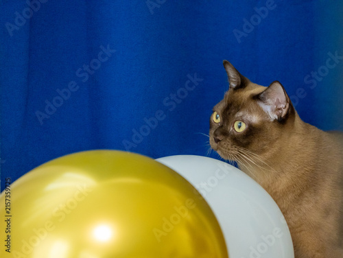 Foto Champagne Burmese cat sitting behind blurred gold-and-white festive balloons against a blue fabric background inside a room