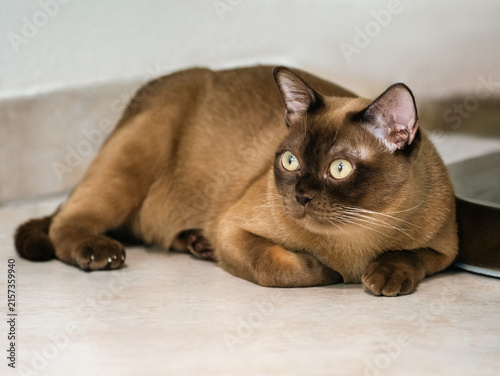 Fotografía Portrait of a champagne Burmese cat with bright yellow eyes lying down on a light stone floor inside the room and looking to the side