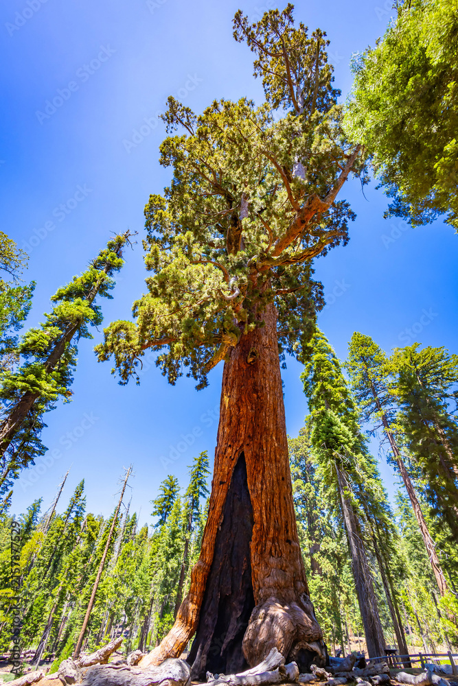 Fototapeta premium Grizzly Giant tree standing tall in Mariposa Grove
