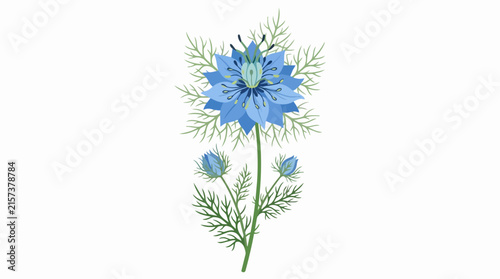 Elegant Botanical Blue Nigella Damascena Flower with Fine Green Leaves and Buds Isolated on White Background