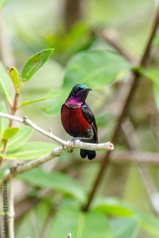 Naklejka premium Van Hasselt's sunbird (male) has a distinctive iridescent green crown
