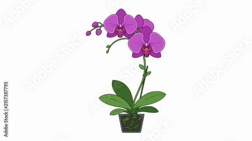 Elegant Purple Phalaenopsis Orchid Houseplant in Small Transparent Glass Pot Isolated on White Background