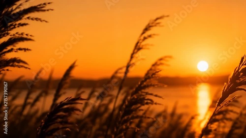 Pampas Grass Silhouettes Glowing in Autumn Golden Sunset