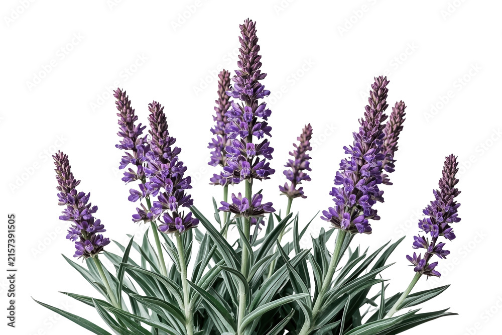 Obraz premium Purple flower spikes with narrow green leaves