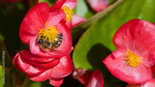 Honey Bee Pollinating Red Begonia Flowers in a Summer Garden