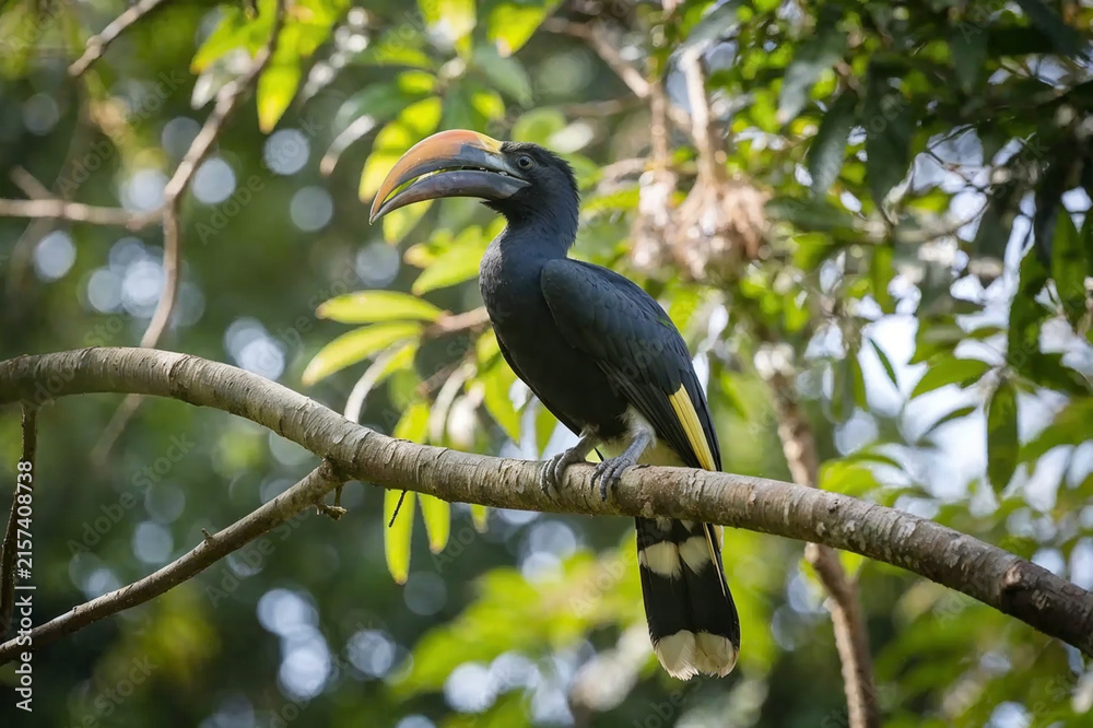 Fototapeta premium Black hornbill perched on a tree branch in a lush tropical rainforest, surrounded by green foliage and natural bokeh, tropical wildlife and exotic bird habitat.