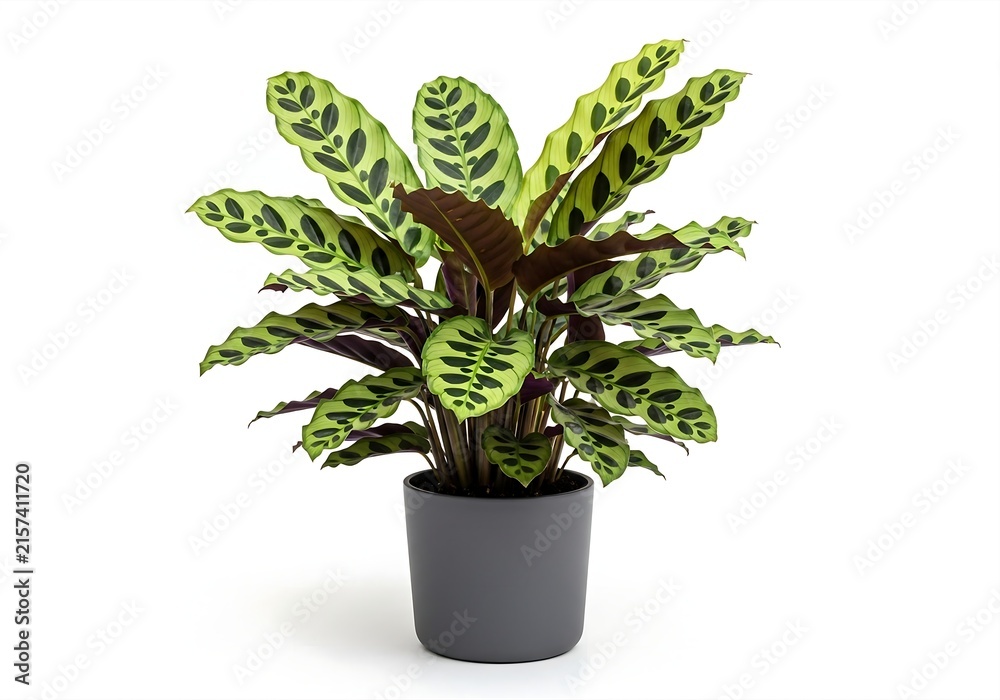 Fototapeta premium Calathea lancifolia rattlesnake plant with spotted green leaves in gray pot on white background