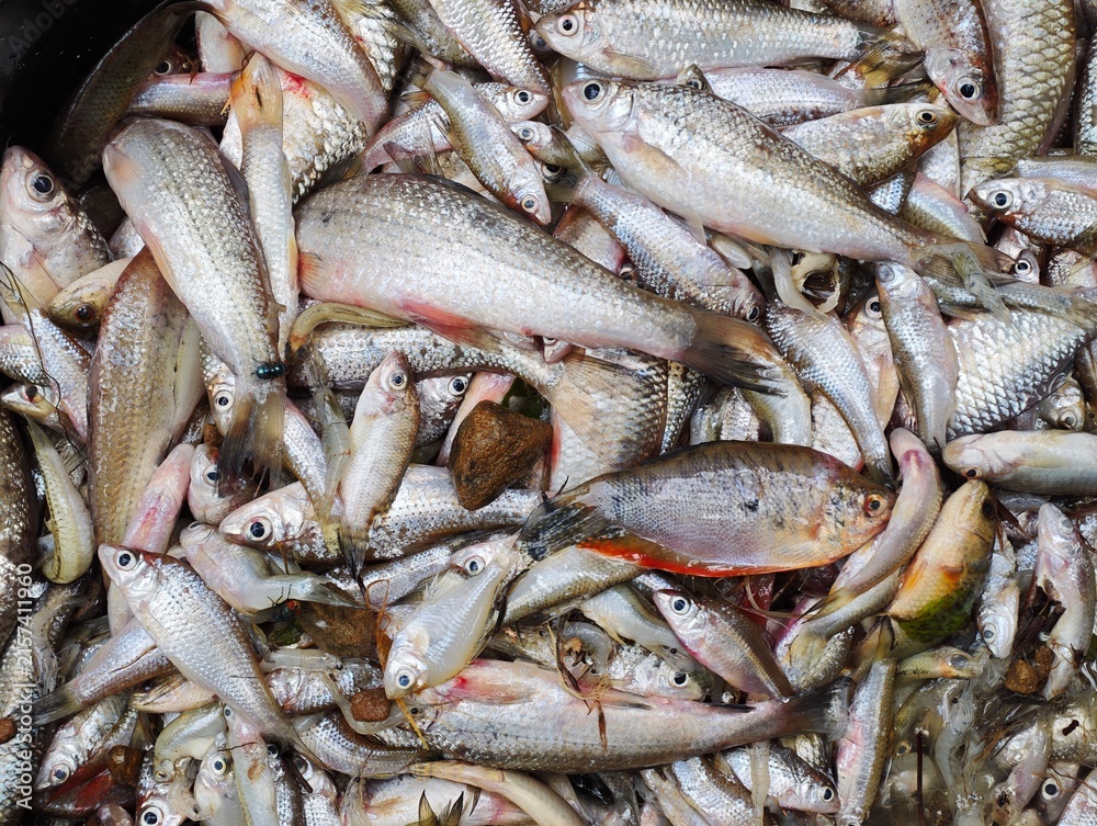 Fototapeta premium Fresh fish, fish markets in Thailand.
