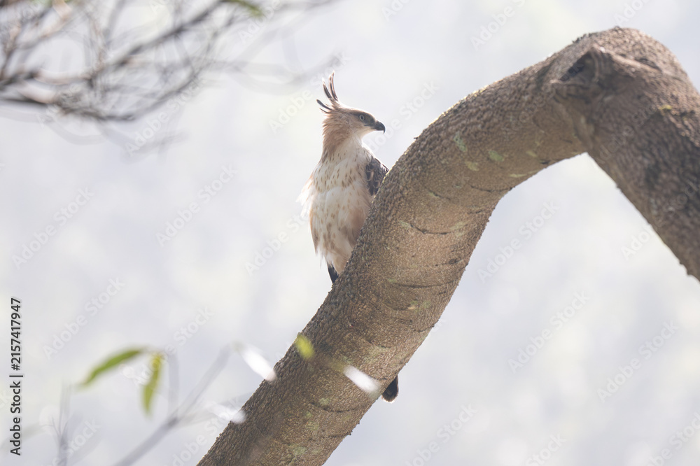 Obraz premium A Changeable Hawk Eagle or Crested Hawk Eagle perched quietly on a large, textured tree branch in its natural forest habitat. The prey displays a pale morph plumage, by a creamy white breast lightly s