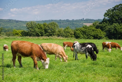 Healthy dairy cows grazing peacefully on lush green pasture under bright blue sky, organic farmland with rolling hills, natural livestock farming concept