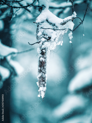 Close-up of hanging tree lichen covered with fresh snow in a cold Nordic winter forest, with a softly blurred background.