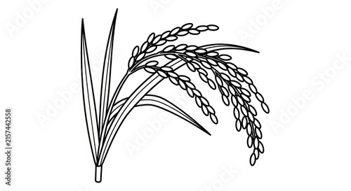 Fotografie Rice plant with grain illustration.