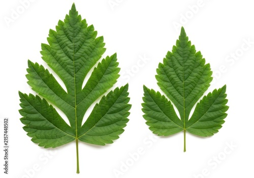 Two Vibrant Green Serrated Nettle Leaves Isolated on White Background for Herbal Medicine and Nature Concepts