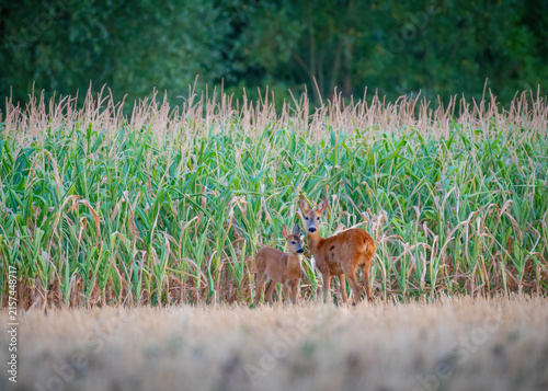 Deer and fawn in front of a maize field