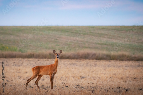 Portrait of roe deer doe facing camera