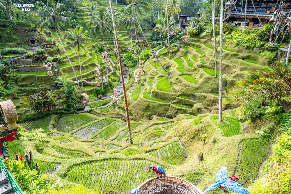 Obraz premium BALI, INDONESIA – OCTOBER 20, 2024: High angle view of Tegallalang Rice Terraces and signage at Alas Harum Bali.
