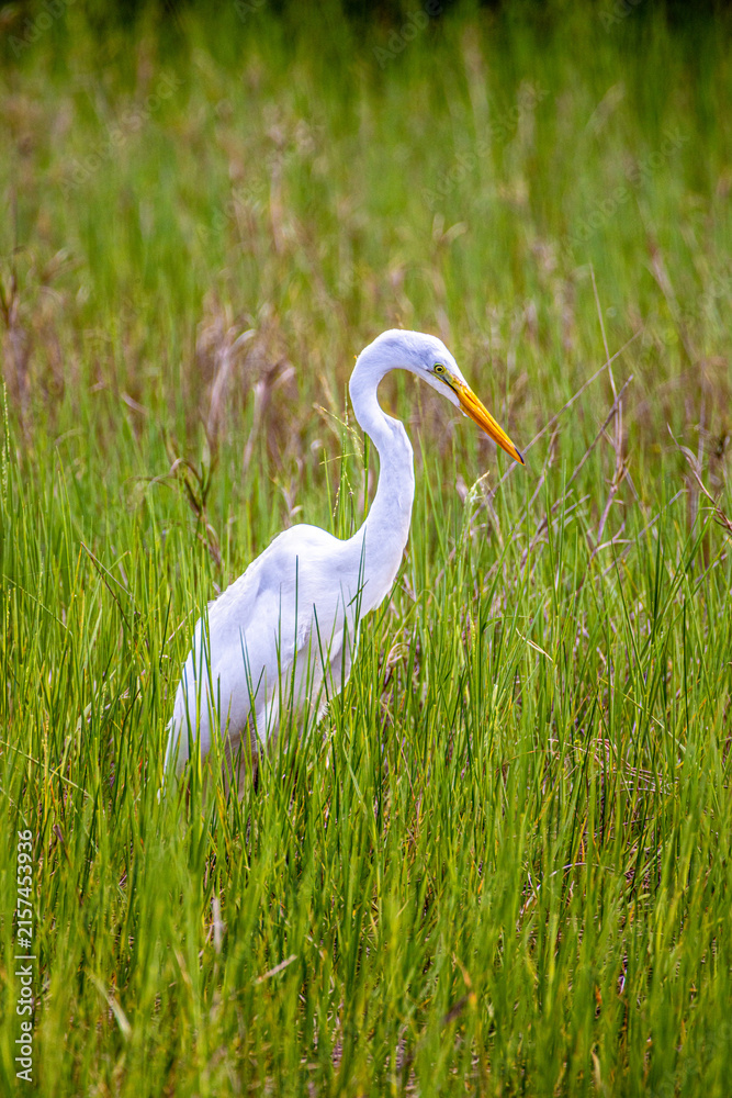Obraz premium Great Egret (Ardea alba) Hunting in Tall Marsh Grass