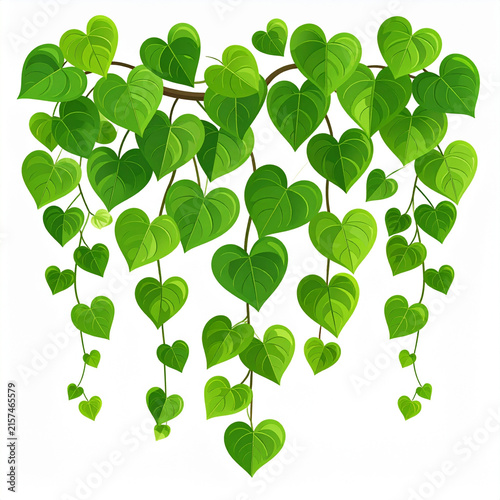 Hanging Green Ivy Vines with Heart Shaped Leaves Foliage Garland Vector Illustration PNG Isolated on White