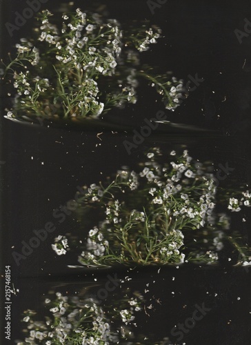 flower scan blur effect wave vintage aesthetic